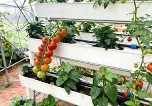 ระบบรางปลูกพืชแนวตั้งแบบไฮโดรโปนิกส์ให<span class=keywords><strong>ม</strong></span>่ สำหรับสร้างฟาร์มในโรงเรือนเดี่ยว ต้นทุนต่ำ ผลผลิตสูง พร้อ<span class=keywords><strong>ม</strong></span>แผ่นคลุม PVC - Product Image 3