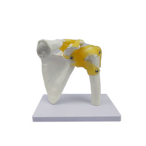 Modelo de articulación houlder de <span class=keywords><strong>esqueleto</strong></span> <span class=keywords><strong>humano</strong></span>, modelo de enseñanza de ligamento - Product Image 4