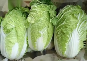 กะหล่ำปลีจีนสดออร์แกนิกสีเขียวออร์แกนิกสำหรับแช่แข็งแบบสับรูปร่างพิเศษ100% - Product Image 4