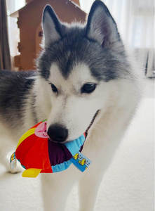 Nuovo Giocattolo Interattivo Ecologico per Cani e Gatti 2026, Peluche Personalizzato con Suoni per Addestramento - Product Image 2