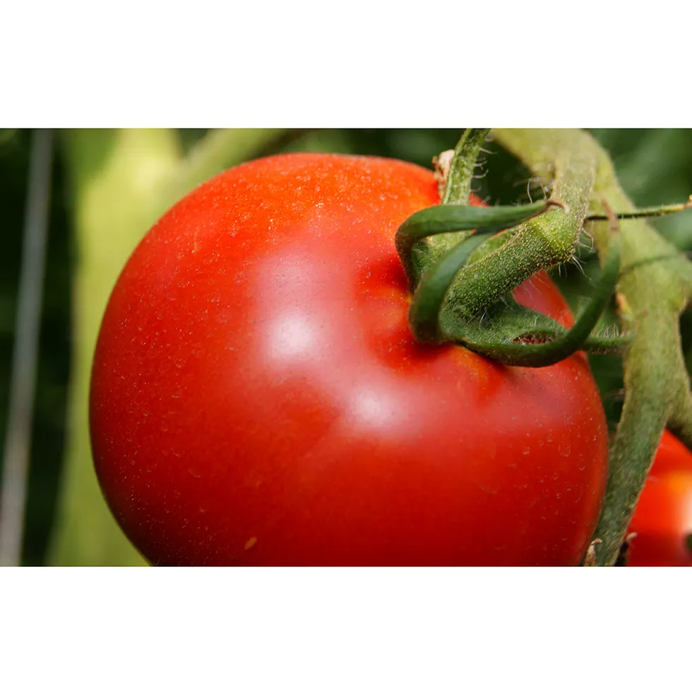 Japan refreshing acidity premium tomato fresh vegetables and fruits