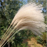 Herbe de la Pampa en Gros pour Décoration de Mariage, Fleur Immortelle, Accessoires de Photographie, Grande Herbe de la Pampa