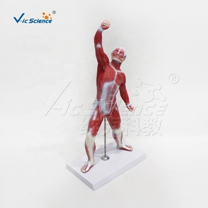 Modèle de structure musculaire humaine avec base pour l'enseignement de l'anatomie en faculté de <span class=keywords><strong>médecine</strong></span> et la <span class=keywords><strong>médecine</strong></span> sportive, science populaire CE/ISO/ROHS/CNAS - Product Image 5