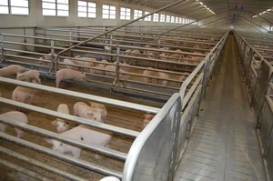 Kết cấu thép lợn nhà tùy chỉnh và bền trang trại xây dựng trang trại - Product Image 2