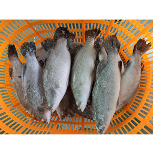 <span class=keywords><strong>Pesce</strong></span> Barramundi/Spigola Intero Fresco IQF per Allevamento Marino - Product Image 6