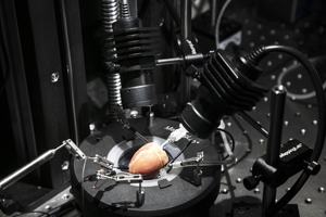 Kardiales Optisches Mapping-System für Arrhythmieforschung mit Spannungs- und Kalziumfluoreszenzbildgebung - Product Image 2