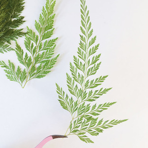 Feuilles <span class=keywords><strong>de</strong></span> <span class=keywords><strong>fougère</strong></span> vertes séchées naturelles, spécimen végétal pour l'artisanat DIY et les matériaux pédagogiques <span class=keywords><strong>de</strong></span> la maternelle - Product Image 1