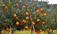 Ekspor Buah Jeruk Segar Premium Buah Mandarin Cina Jeruk Tangerine