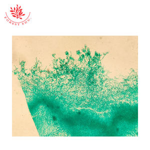 Portaobjetos Preparados de Microbiología y Genética - Product Image 2