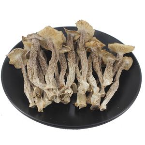 Hochwertiger getrockneter natürlicher <span class=keywords><strong>Pilose</strong></span> geweih pilz Samt geweih pilz zum Verkauf - Product Image 1