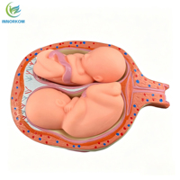 Ensemble de modèles de développement fœtal : Tableau des étapes embryonnaires du 1er au 7e mois, modèle d'anatomie amovible en PVC, lot de 8 modèles pour l'enseignement médical
