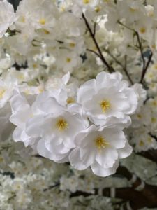 Tùy chỉnh lớn Nhân Tạo Hoa Anh Đào cây thực tế Sakura Hoa sợi thủy tinh chất liệu bán buôn tốt nghiệp đám cưới - Product Image 6