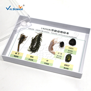 Collection d'échantillons d'<span class=keywords><strong>arthropodes</strong></span>, modèle anatomique pédagogique d'<span class=keywords><strong>insectes</strong></span> et d'<span class=keywords><strong>arthropodes</strong></span> en PVC pour les écoles de médecine - Product Image 3