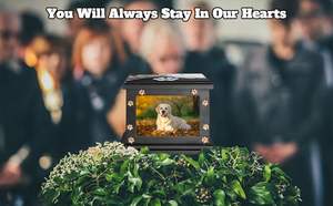 Urne commémorative personnalisée en bois pour animaux de compagnie avec boîte à photos, urne de crémation pour les cendres <span class=keywords><strong>des</strong></span> <span class=keywords><strong>chiens</strong></span> - Product Image 2