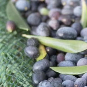 Chất lượng cao không thấm nước HDPE Olive lưới lưới Tính năng di động cho nông nghiệp và vườn sử dụng trực tiếp từ nhà máy - Product Image 1