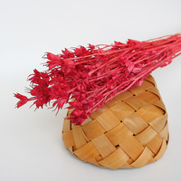 Fleur d'anise des étoiles séchées, 1 pièce, plante naturelle durable, octogonale, préservée pour décoration de la maison