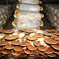 Meilleur Prix Poudre de Spores de Reishi Rouge Extrait de Reishi à Mur Cellulaire Brisé Ganoderma Lucidum Qualité Alimentaire Boîte de 1kg