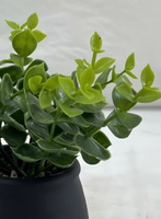 Meilleures ventes : Bouquet d'herbe d'eucalyptus artificielle écologique pour la décoration intérieure de Noël et du Nouvel An, idéal pour hôtels et centres commerciaux
