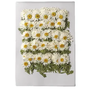 High Quality Pressed Daisy With Brunch DIY Daisy Flowers Customized Colors Available Dried Daisies