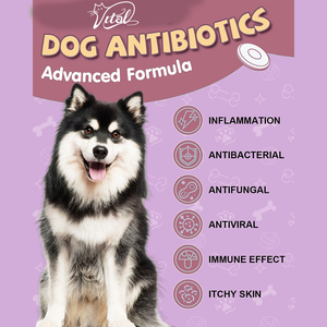 Gocce naturali a base di erbe Echinacea timo goldensare per cane supporto immunitario infezione infiammazione sollievo allergia pelle prurito - Product Image 3