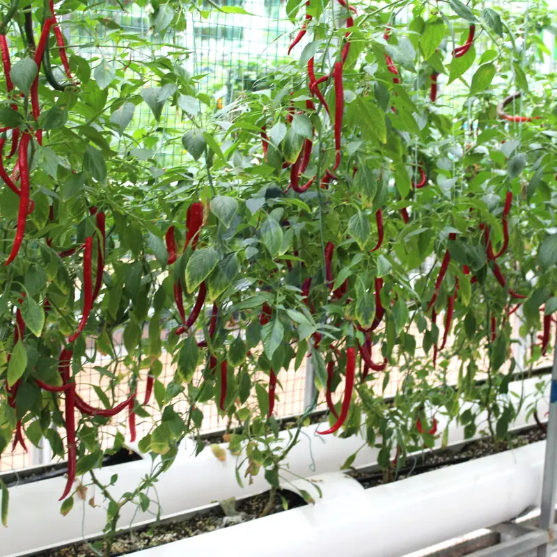 Vetro agricolo della casa di vetro della struttura d'acciaio galvanizzata con la serra per il verde del pomodoro del cetriolo con il prezzo basso