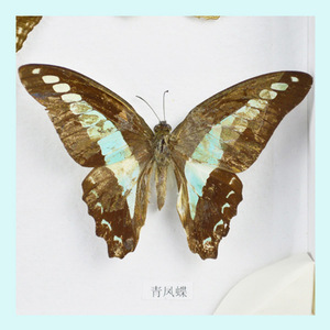 Exposition scientifique présentant des spécimens de papillons ; fabricants de 10 types de spécimens de papillons ; enseignement sur les insectes séchés - Product Image 2