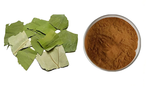 Cấp thực phẩm chất lượng cao lá sen chiết xuất lá sen flavonoid lá sen bột <span class=keywords><strong>folium</strong></span> <span class=keywords><strong>nelumbinis</strong></span> - Product Image 4