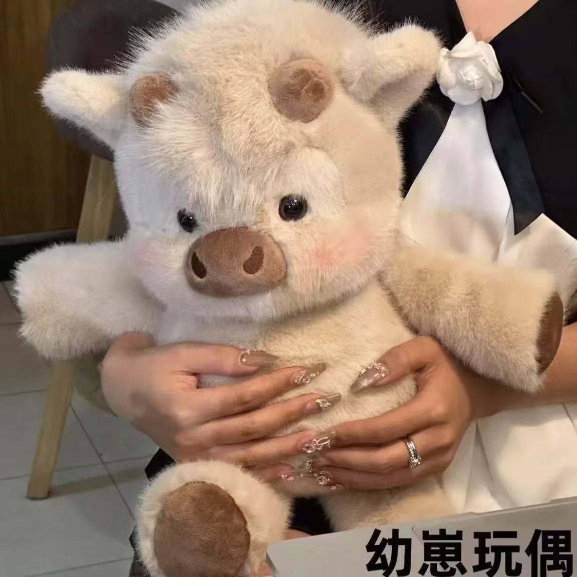 Mucca leggera delle Highland occidentali di Cassie