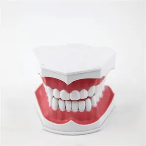 Conjunto de higiene dental de tamanho pequeno, modelo de plástico de modelo de dente