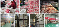 Gezonde Fruitappelring Na Het Eten Snack Fruitproducten