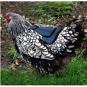 Correa Ajustable para Silla de Pollo 600D, Protector de Alas y Plumas para Aves de Corral - Product Image 5