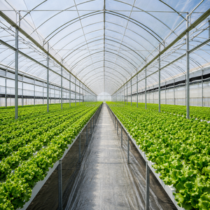 Serre multi-travées en film PE avec système de <span class=keywords><strong>gouttières</strong></span> intégré pour la production hydroponique de légumes et de fleurs - Product Image 4