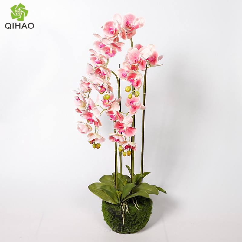 ชมพูเข้ม