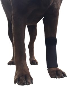الجملة الكلب الناب الجبهة الساق BraceDog دعامة لف الركبة دعم مع يحمي الجروح هدفين يشفي ويمنع إصابات - Product Image 1