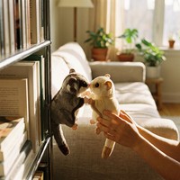 Jouet en peluche magnétique Sugar Glider - Poupée écureuil volant en coton PP avec 4 membres magnétiques pour jeu multi-scènes 13,0 pouces/33 cm