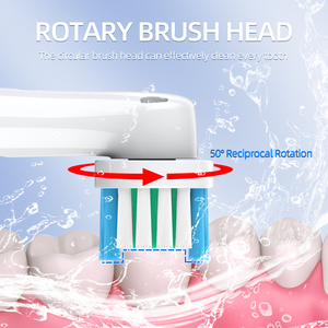 Cepillo de Dientes Eléctrico Rotatorio Sónico Bx11 Recargable, Económico, de Marca Privada, OEM/ODM, de Fábrica en Shenzhen, para Adultos - Product Image 3