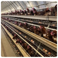 Équipement d'élevage avicole entièrement automatique à longue durée de vie pour poules pondeuses, en acier galvanisé à chaud, pour ferme moderne - Vente en gros
