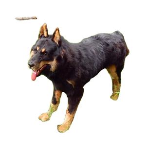 Modello animale personalizzato grande <span class=keywords><strong>cane</strong></span> pelliccia artigianato fotografia oggetti di scena decorazione del giardino ornamenti simulazione <span class=keywords><strong>cane</strong></span> <span class=keywords><strong>lupo</strong></span> - Product Image 1