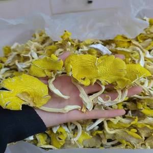 Detan <span class=keywords><strong>Prix</strong></span> de gros <span class=keywords><strong>chanterelles</strong></span> séchées en vrac de haute qualité - Product Image 4