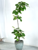Grand pot de fleurs en ciment à motif écaille de tortue, style vintage moderne rétro, pour Dracaena marginata et Monstera, de Simple Green International