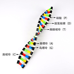 Modelo de estructura de doble hélice del ADN, equipo experimental biológico, instrumentos didácticos, variación genética de desoxirribósico - Product Image 3