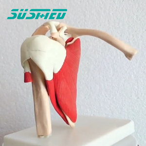 Mô Hình Giải Phẫu Khớp Vai Người Kích Thước Tự Nhiên Với Cơ Đỏ Mô Hình KHỚP VAI Khoa Học Y Tế Để Giảng Dạy - Product Image 2