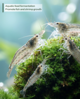 Poudre de Butyricum Résistante aux Hautes Températures, Probiotiques Favorisant la Croissance et la Réparation des Lésions Intestinales pour Animaux