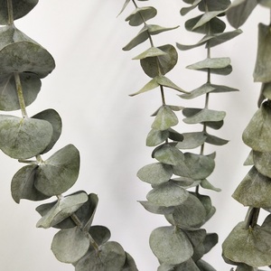 Nouvelle Offre Spéciale naturelle vraie fleur sèche séchée feuille d'<span class=keywords><strong>eucalyptus</strong></span> conservée <span class=keywords><strong>eucalyptus</strong></span> pour la décoration de fête à la maison de mariage - Product Image 3