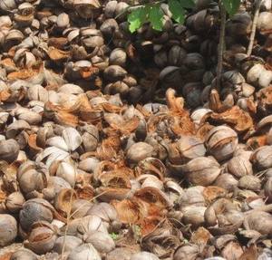 ราคาที่ดีที่สุดคุณภาพสูงผงกะลามะพร้าว - Product Image 6