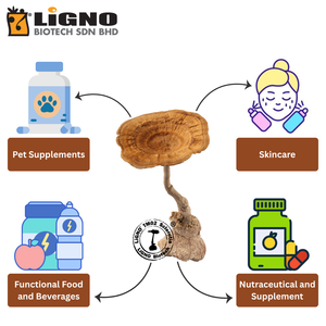 สารสกัดเห็ดนมเสือ LiGNO TM02 แบบมาตรฐาน ได้รับการรับรองฮาลาลและโคเชอร์ เกรดอาหารเพื่อสุขภาพ วัตถุดิบสำหรับ ODM - Product Image 5