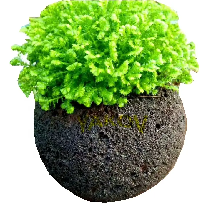 A buon mercato vaso di fiori nero regolare rotonda rocce vulcaniche di fiori fioriere pietra lavica pomice bonsai piante