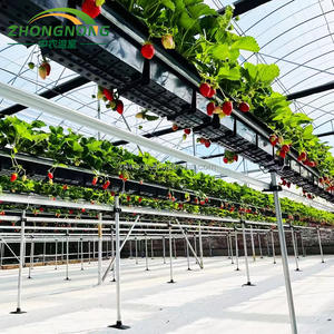 Serre tunnel <span class=keywords><strong>en</strong></span> film plastique à simple travée utilisée pour <span class=keywords><strong>les</strong></span> systèmes d'agriculture verticale pour la culture de légumes, fruits et fleurs - Product Image 4