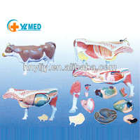 Kit d'anatomie bovine, modèle anatomique d'animal, kits médicaux pour bovins CE/ISO