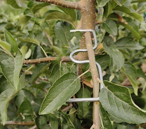 Nhà máy bán cây chi nhánh mô hình công cụ/cây ăn quả chi nhánh spreader cho việc định hình cây ăn quả chi nhánh - Product Image 4